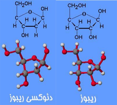 قند های موجود در ساختمان RNA,DNA: